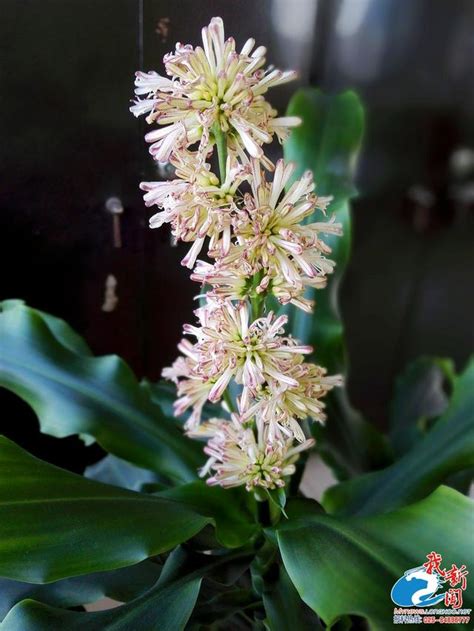 巴西鐵樹開花風水|原來「巴西木」開花，寓意這麼大